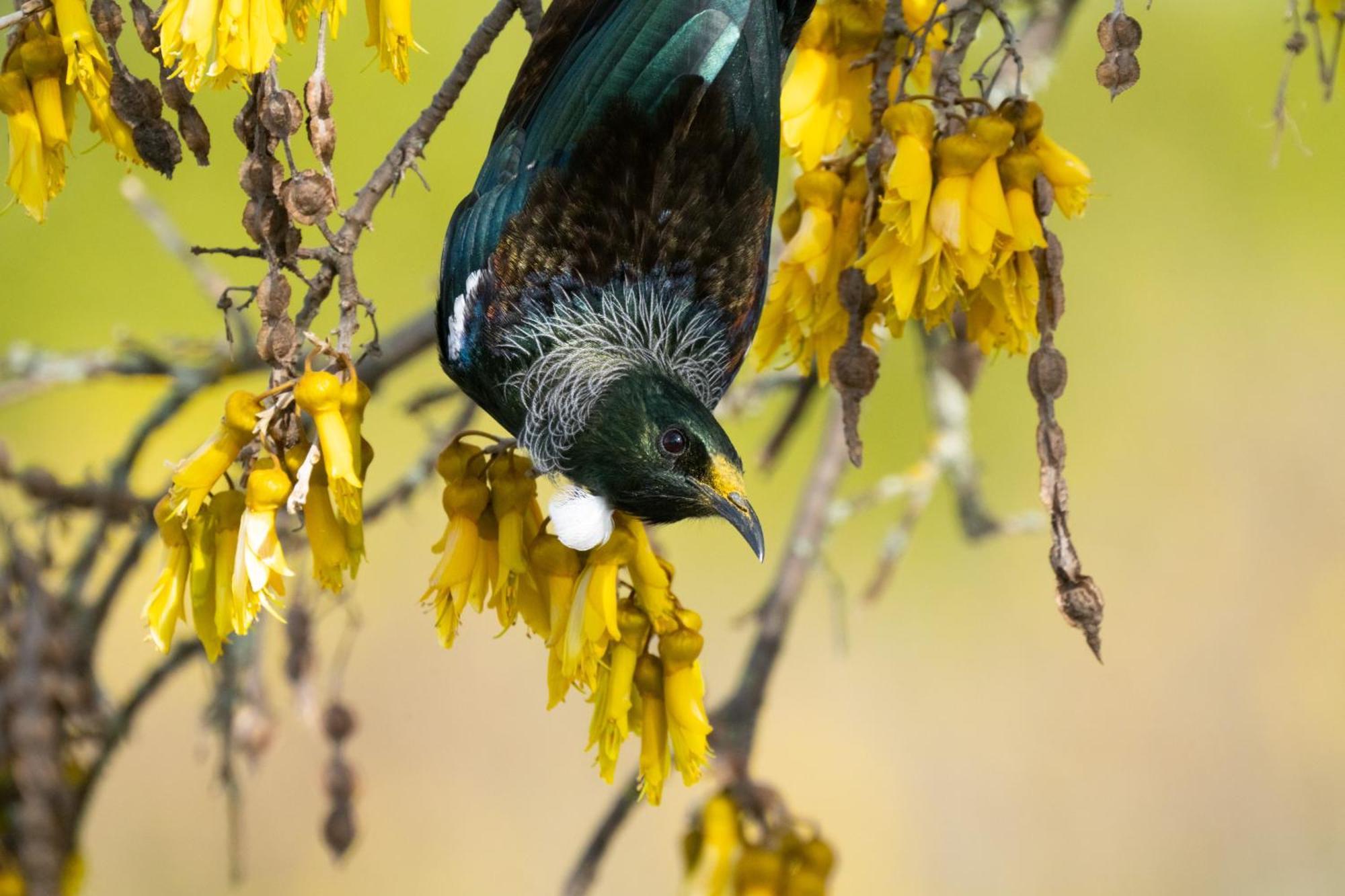 Pounamu Paradise - Holiday home